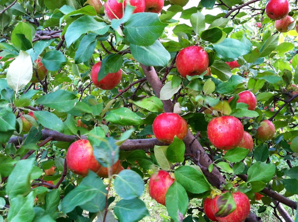 Applesauce from Maple Leaf