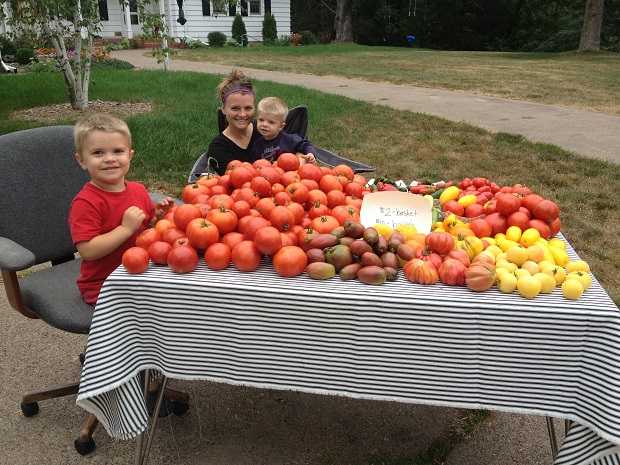 Tomato Harvest!!