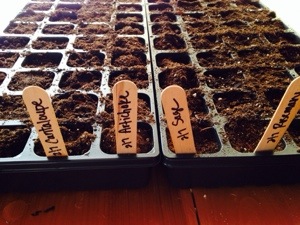 seedlings…already…