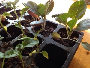 Seedlings